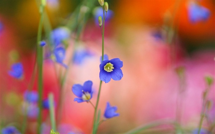 pétales flou-Fleurs Macro fond d'écran Vues:8878