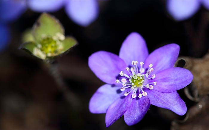 pétales usines de feuilles de violette-Fleurs Macro fond d'écran Vues:8727