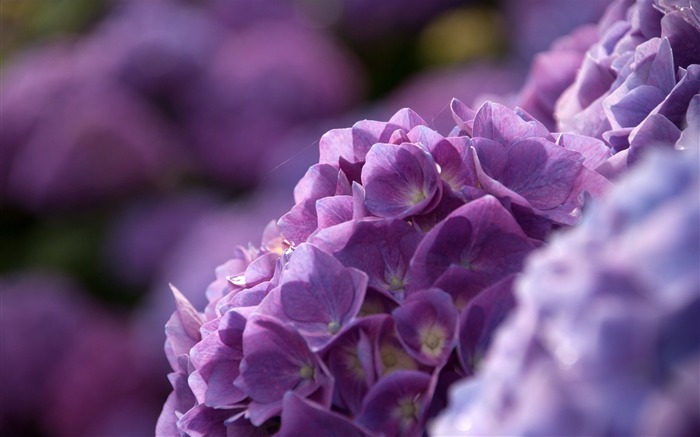 pétales lilas-Fleurs Macro fond d'écran Vues:9475