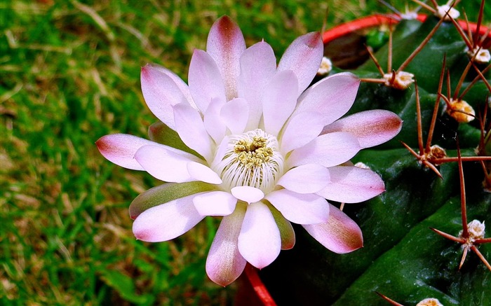 花びらがつぼみ光を茎-花の写真の壁紙 ブラウズ:8680