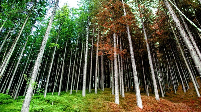 Papel pintado de fotografía de madera de pino Vistas:9369