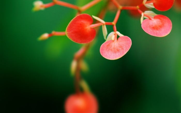 tige de la branche de la plante-Fleurs Macro fond d'écran Vues:6743