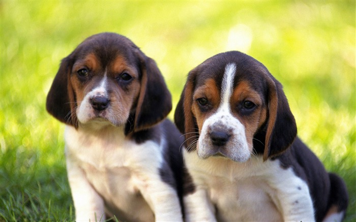 puppies couple grass-Animal photo desktop wallpaper Views:8965 Date:2013/6/5 21:38:57