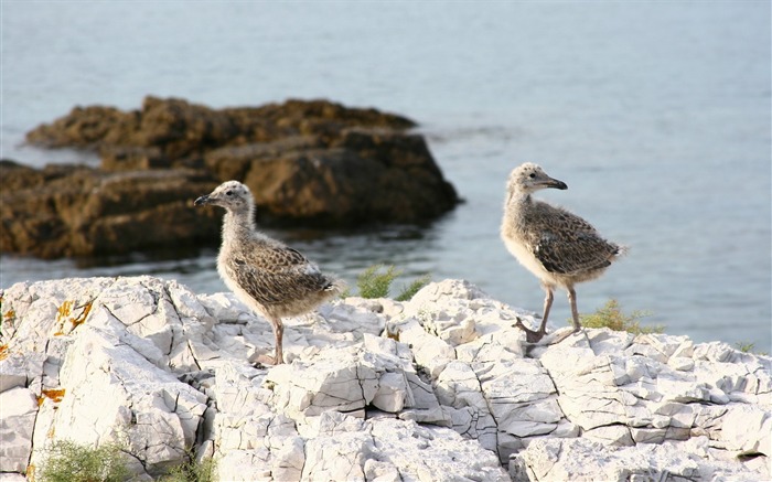 roche de poussins mer-Oiseau Photographie Fond d'écran Vues:6907