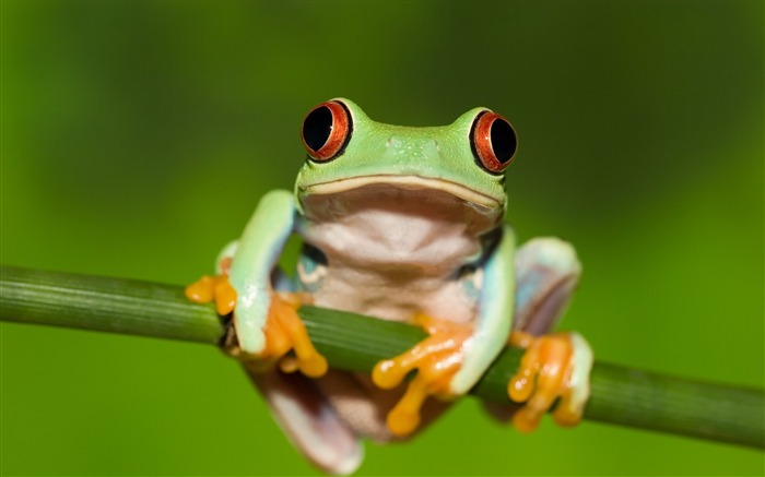 rog red eye stem-Animal photo desktop wallpaper Views:9999 Date:2013/6/5 21:32:44