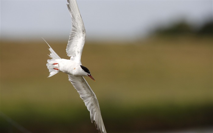 seagull flying bird-Animal photo desktop wallpaper Views:6674 Date:2013/6/5 21:40:23