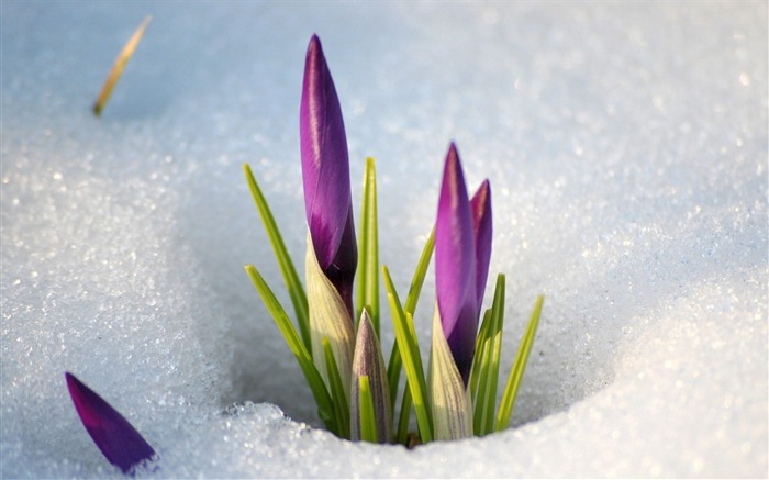 perce neige-Fleurs photographie fond d'écran Vues:11838