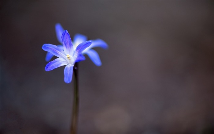 茎紫色-鲜花微距壁纸 浏览:9076