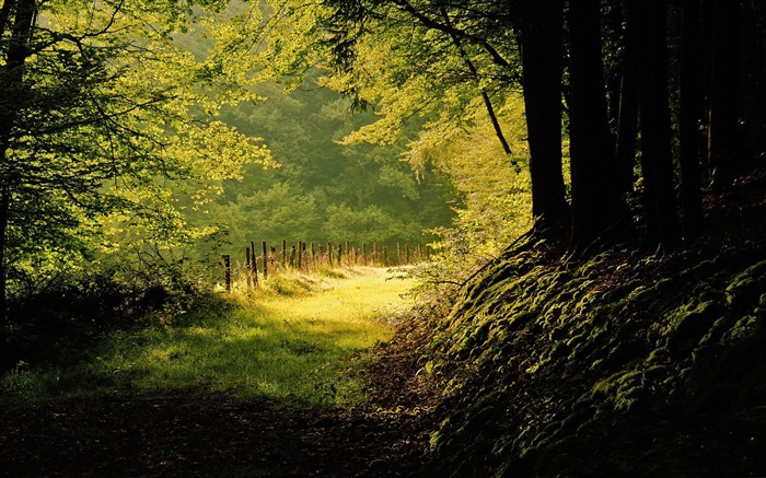 día de verano en el bosque-Summer Nature HD Wallpaper Vistas:13182