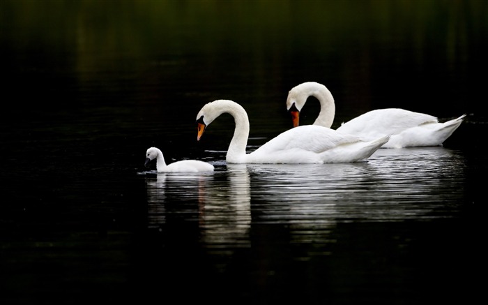 cygnes nagent en eau-Oiseau Photographie Fond d'écran Vues:8493