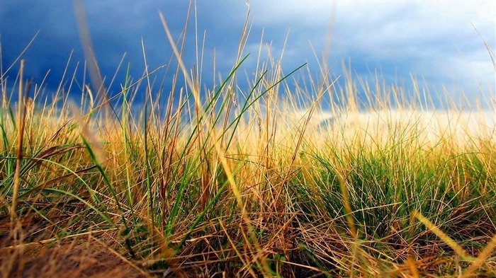 Fondo de pantalla de alta hierba-Paisaje fotografía Vistas:9700