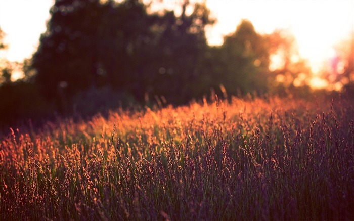 tall grass sunset-Summer Nature HD Wallpaper Views:11306 Date:2013/6/24 23:07:49