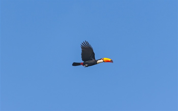 toucan volant ciel-Oiseau Photographie Fond d'écran Vues:13621