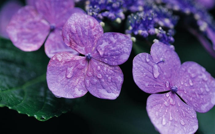 lilas violet surface gouttes-Fleurs Macro fond d'écran Vues:6557