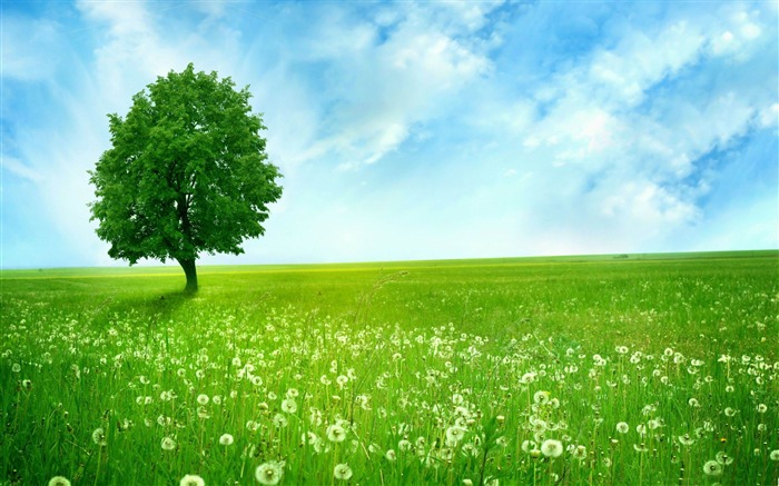 white dandelion field-Summer Nature HD Wallpaper Views:24778 Date:2013/6/24 23:09:01