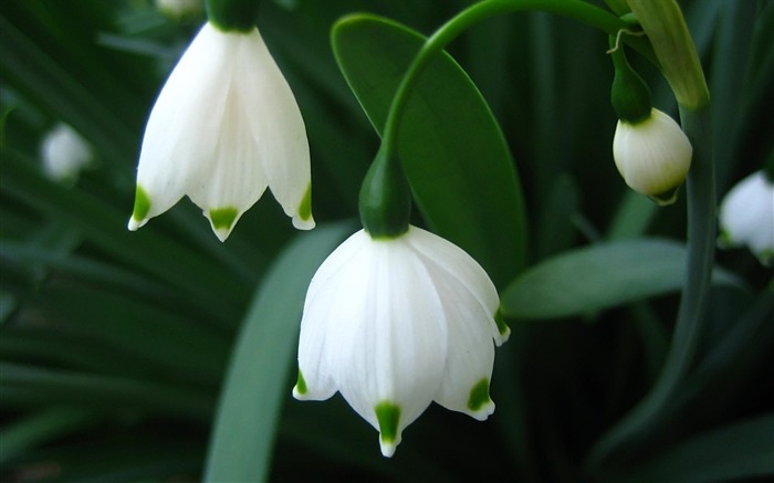 blanc fleur verte-Fleurs Macro fond d'écran Vues:9197