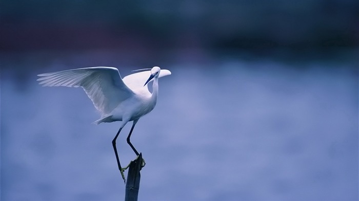 ailes blanches siègent-Oiseau Photographie Fond d'écran Vues:9426