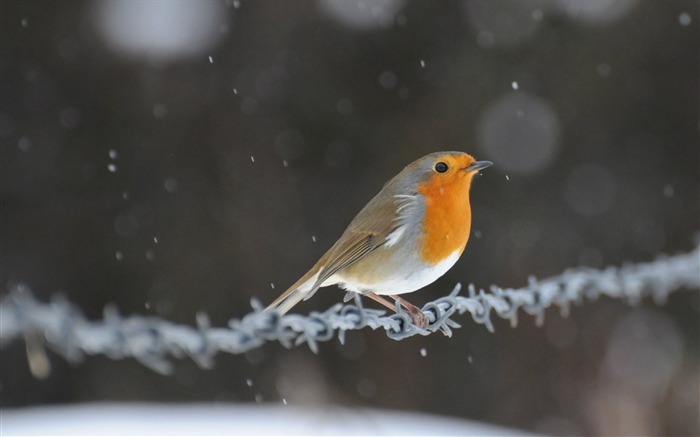 fil robin-Oiseau Photographie Fond d'écran Vues:8240