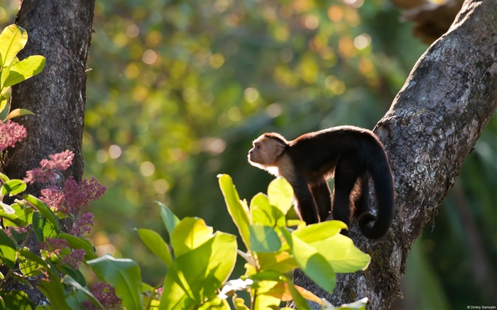 Bald capuchins-Windows temas fondo de pantalla Vistas:10565