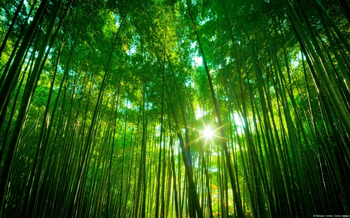 Bamboo Japan-Windows tema HD wallpaper Visualizações:19712