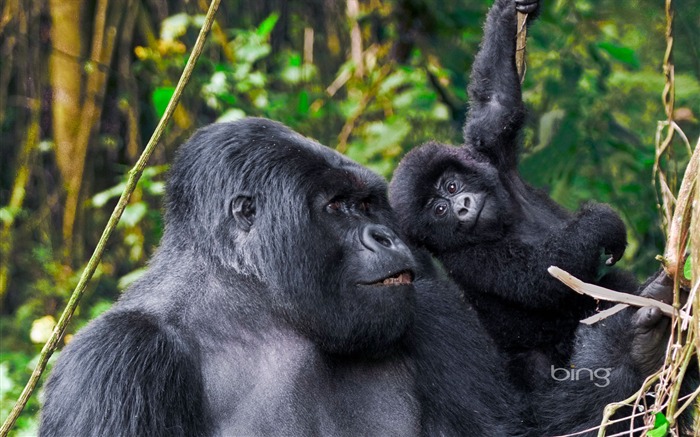 chimpanzé-Juillet 2013 Bing fond d'écran Vues:10685