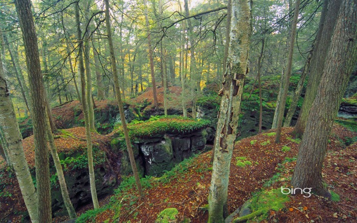 jungle dense-Juillet 2013 Bing fond d'écran Vues:9845