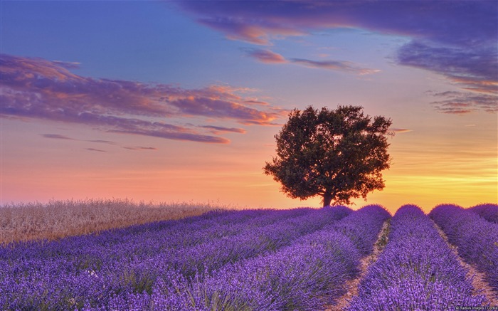 Lavanda de alfazema inglesa para o wallpaper do tema HD de Provence-Windows Visualizações:33219