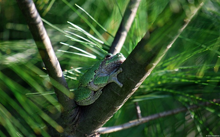 Gray tree frog-Windows themes wallpaper Views:9432 Date:2013/7/6 17:47:49