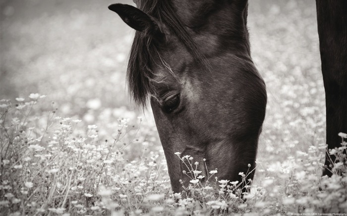 Grazing horses-Windows themes wallpaper Views:12139 Date:2013/7/6 17:45:33