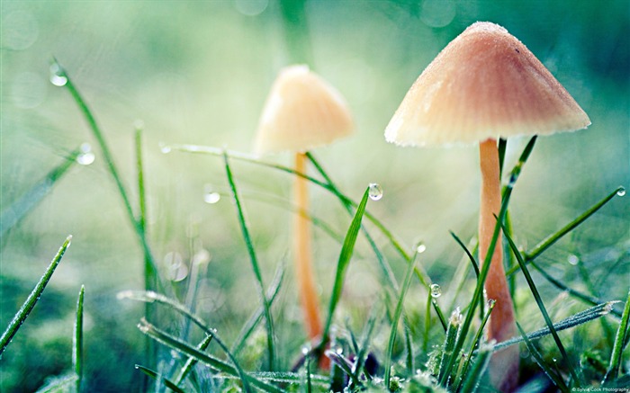 Mushrooms-Windows themes wallpaper Views:17047 Date:2013/7/6 17:48:49