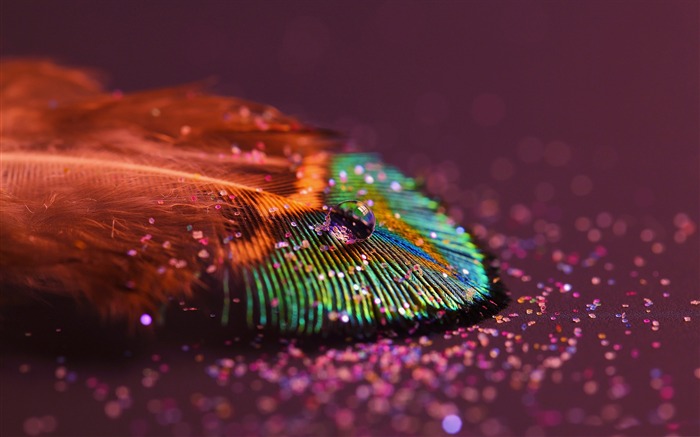 Peacock feathers-Macro photography HD Wallpaper Views:14817 Date:2013/7/24 8:28:24