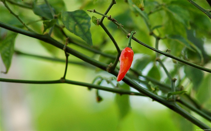 Pimenta vermelha - tema do Windows HD wallpaper Visualizações:12996