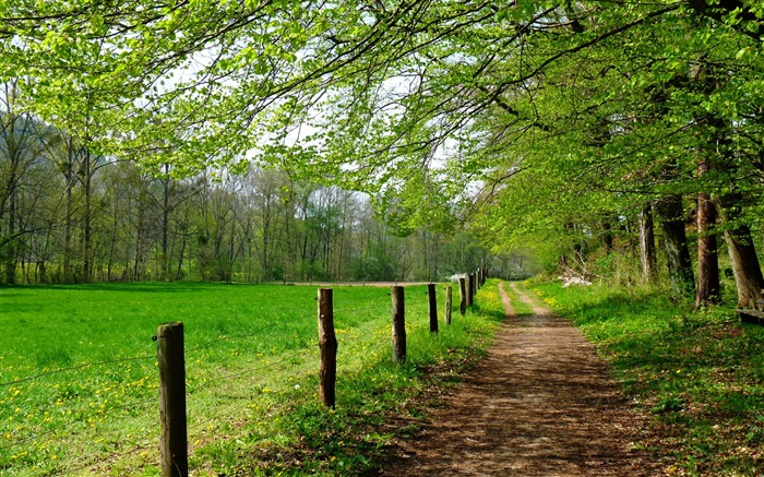 Shade trail-Summer landscape fondo de pantalla HD Vistas:13689