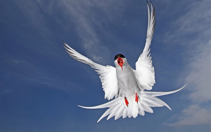 Terns Animal photography HD wallpaper 01 Views:10583 Date:2013/7/19 23:45:13