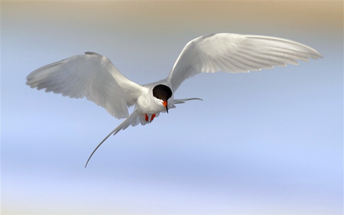 Terns Animal photography HD wallpaper 02 Views:8639 Date:2013/7/19 23:45:29