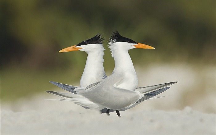 Terns Animal photography HD wallpaper 03 Views:8659 Date:2013/7/19 23:45:49