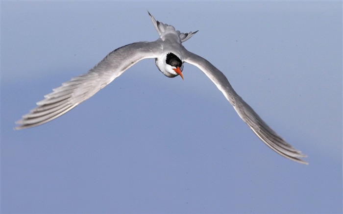 Terns Animal photography HD wallpaper 04 Views:8615 Date:2013/7/19 23:46:06