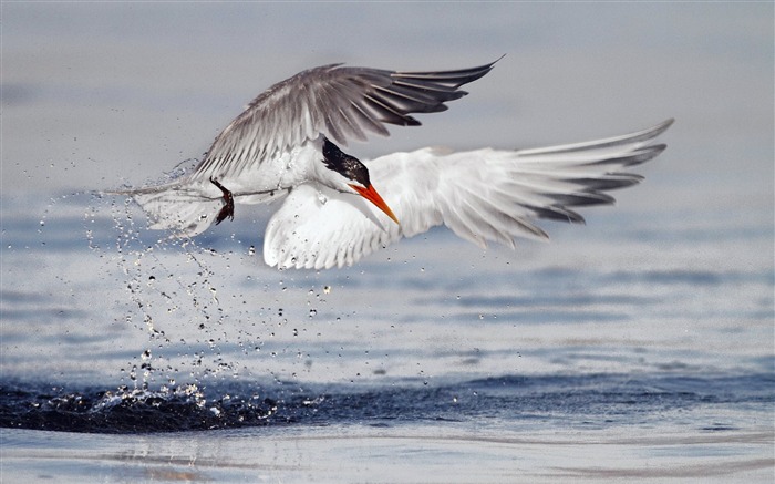 Terns Animal photography HD wallpaper 05 Views:8958 Date:2013/7/19 23:46:29