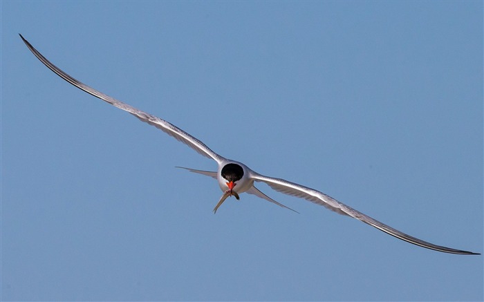 Terns Animal photography HD wallpaper 06 Views:8610 Date:2013/7/19 23:46:49