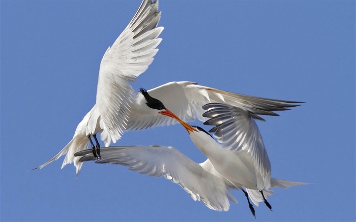 Terns Animal photography HD wallpaper 07 Views:10195 Date:2013/7/19 23:47:08