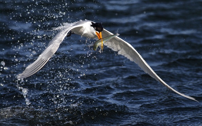 Terns Animal photography HD wallpaper 09 Views:8089 Date:2013/7/19 23:47:54