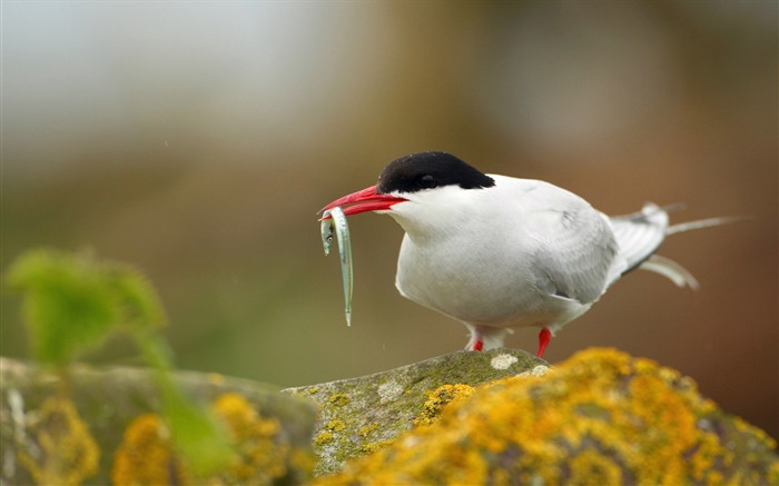 Terns Animal photography HD wallpaper 10 Views:9530 Date:2013/7/19 23:48:11