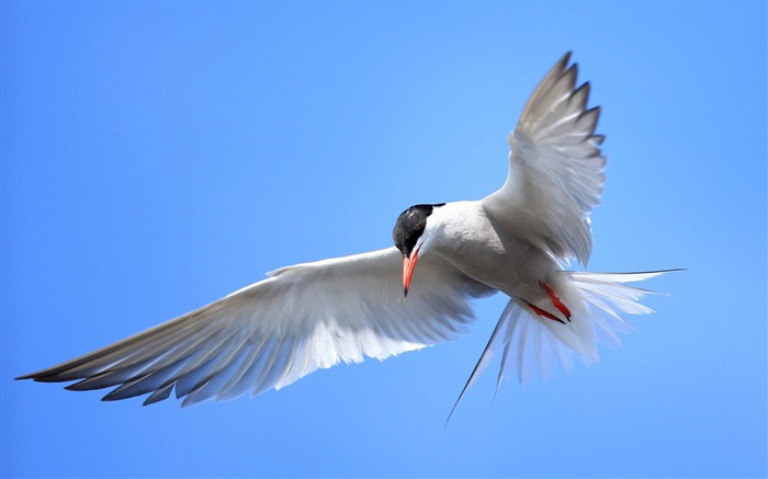 Terns Animal photography HD fondo de pantalla Vistas:21263