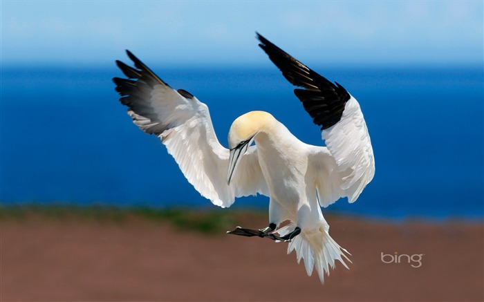 agitant des ailes-Juillet 2013 Bing fond d'écran Vues:7742