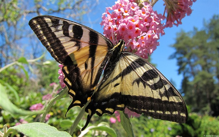 Papel de parede de temas Western Tiger Swallowtail-Windows Visualizações:8033