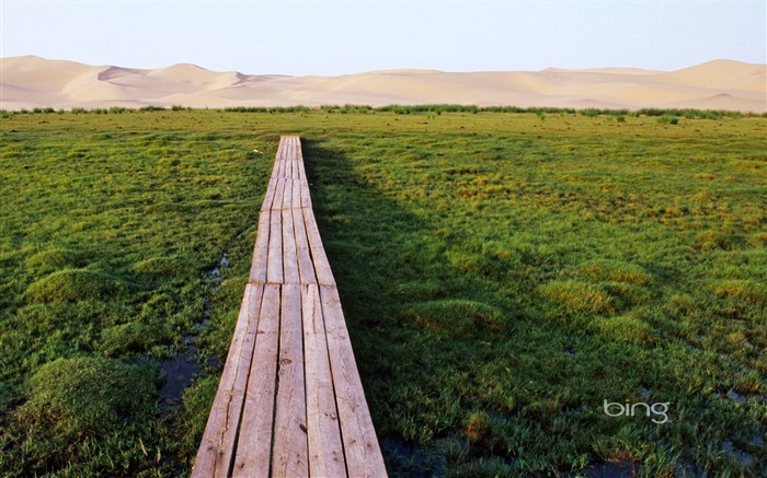 Wetlands Boardwalk-julio de 2013 Bing fondo de pantalla Vistas:8019