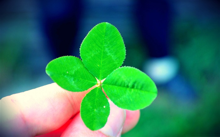 a four leaf clover-Macro photography HD Wallpaper Views:19166 Date:2013/7/24 8:24:27