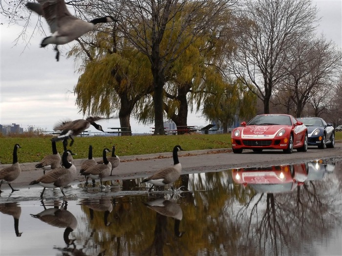 coches de aves road-Animal HD foto fondo de pantalla Vistas:9191