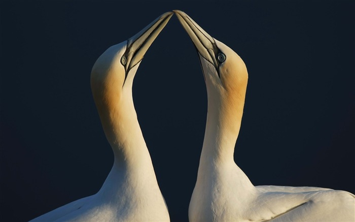 pájaros pareja playa-Animal HD foto fondo de pantalla Vistas:11264