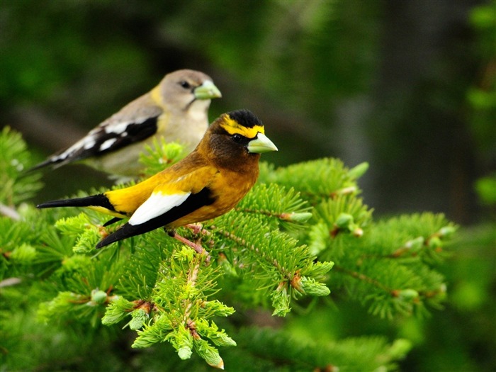 鳥情侶分支 - 動物高清寫真壁紙 查看次數:9425